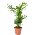 Χαμαιδωρέα - Chamaedorea elegans