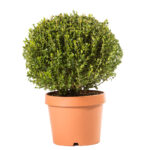 Buxus Palla - Μπούξους μπάλα