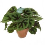 Βιγόνια – Begonia masoniana Rock
