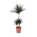Δράκενα - Dracaena Marginata Magenta