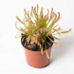 Drosera vleesetende - Σαρκοφάγο φυτό