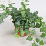 Κισσός - Hedera Helix 'wonder' Hangpot