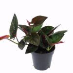 Συγκόνιο – Syngonium erythrophyllum ”Red Arrow”