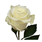 White rose Ecuador - Λευκό τριαντάφυλλο Εcuador