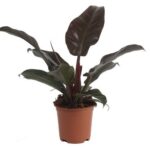 Φυλλόδεντρο – Philodendron “Imperial Red”