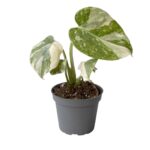 Μονστέρα - Monstera Deliciosa Thai Constellation