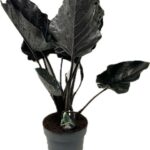 Αλοκάσια - Alocasia 'Antoro Velvet'