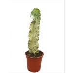 Euphorbia Ingens 'variegata