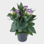 Λυσίανθος - Eustoma rus. 'Bolero Blue Rim'