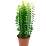 Ευφόρβια – Euphorbia trigona groen