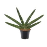 Σανσεβιέρια - Sansevieria cylindrica 'Skyline'