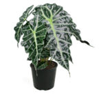 Alocasia polly African mask - Αλοκάσια