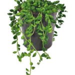 Σενέκιο – Senecio herreianus mini