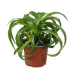 Χλωρόφυτο - Chlorophytum Com. 'green Bonnie'