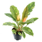 Φυλλόδεντρο - Philodendron 'Ring of Fire'