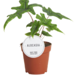 Αλοκάσια - Alocasia Jacklyn
