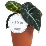 Αλοκάσια – Alocasia Black Velvet