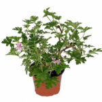 Αρμπαρόριζα - Pelargonium graveolens