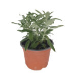 Φασκόμηλο - Salvia officinalis