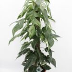 Πόθος - Epipremnum 'Albo Variegata'