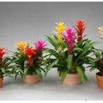 Γκουσμάνια - Bromelia MIX