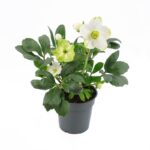 Ελλέβορος λευκός - Helleborus niger