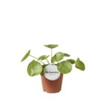 Πιλέα πεπερομιοδές Mojito – Pilea peperomioides “Mojito”