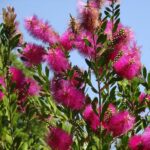 Καλλιστήμονας ροζ έντονο - Callistemon viminalis “Hot Pink”