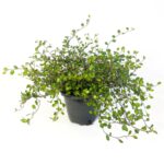 Μουελεμπεκία – Muehlenbeckia complexa