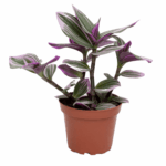Τηλέγραφος – Tradescantia albiflora nanouk