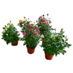 Τριανταφυλλιά Θάμνος νάνα - Rosa sp.