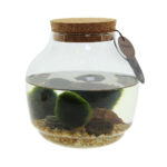 Arr Terrarium Marimo Moss Balls