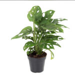 Μονστέρα – Monstera Adansonii