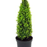 Buxus Sempervirens Pyramide 80cm
