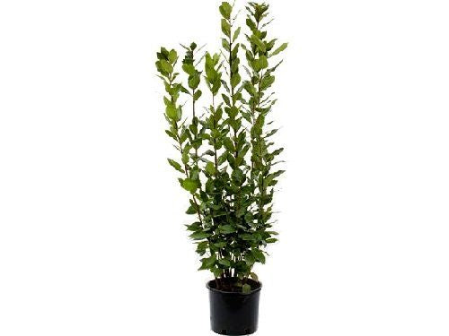 image_6f07797e-ddee-43a9-90b3-388e7ab7d296.jpg Δάφνη Απόλλωνα - Laurus nobilis - Image 1