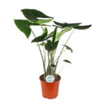 Αλοκάσια - Alocasia Zebrina 'siberian Tiger'