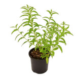 Λουίζα - Lippia citriodora