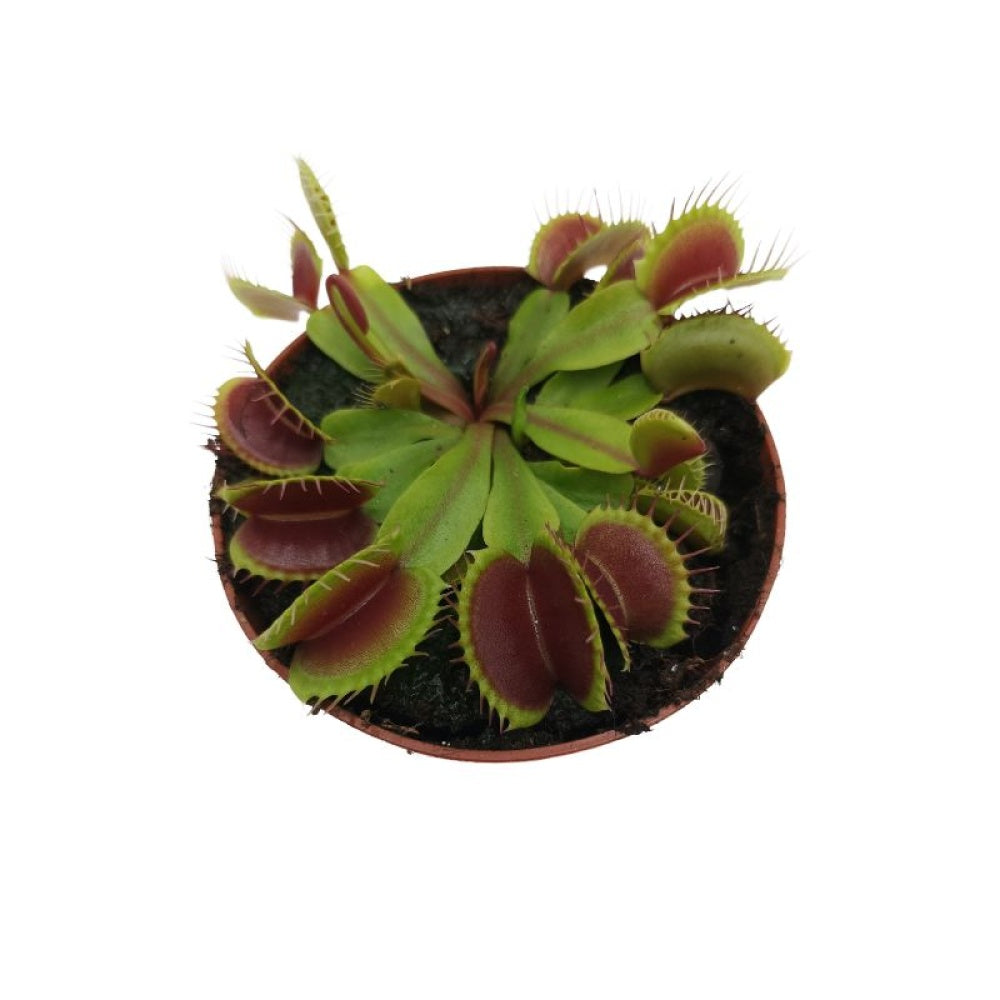 image_98882340-3c29-46bc-b16e-89b9d4fcc252.jpg Dionaea Muscipula - Σαρκοφάγο φυτό - Image 1