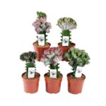 Ευφόρμπια - Euphorbia Lactea 'Cristata'