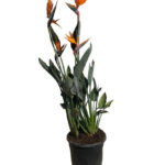 Στρελίτσια – Strelitzia reginae