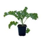 Κέιλ - curly kale