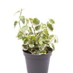 Φίκος - Ficus Pumila 'white Sunny'