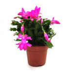 Υπομονή επίφυλλο ή κάκτος των χριστουγέννων