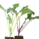 Γουλί Κόκκινο - Brassica oleracea var. gongylodes