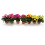 Καλαγχόη – Kalanchoe Calandiva