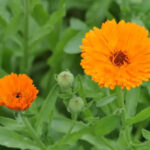 Καλέντουλα - Calendula Officanalis