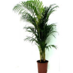 Κέντια - Howea Forsteriana