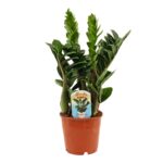 Ζάμια - Zamioculcas Zenzi