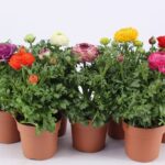 Νεραγκούλα