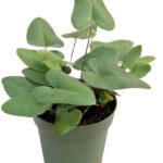 Χειμωνίτης – Hemionitis arifolia